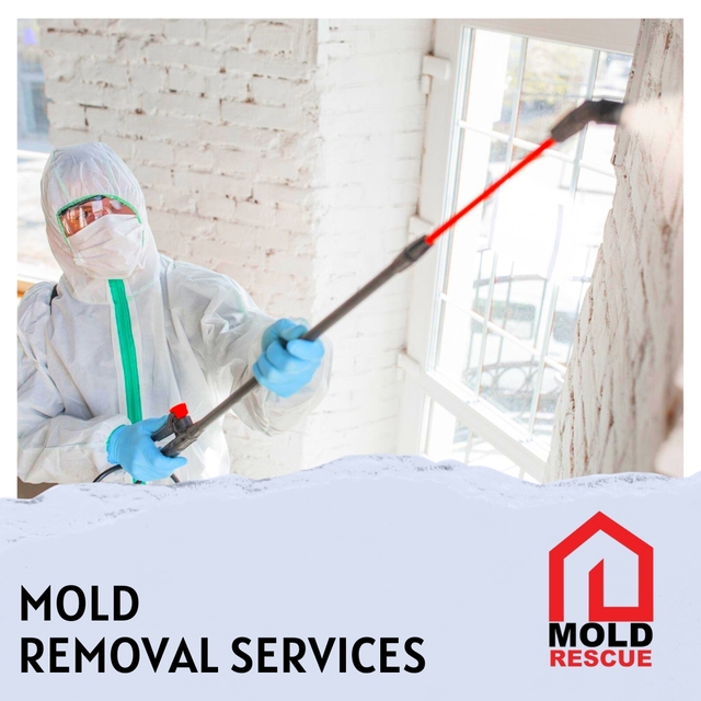 Mold Removal Mold Rescue