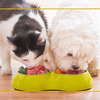 Nutrition-counseling - Call Ahead Veterinary