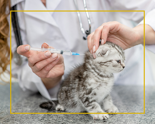 vet-Immunizations Call Ahead Veterinary