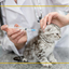 vet-Immunizations - Call Ahead Veterinary