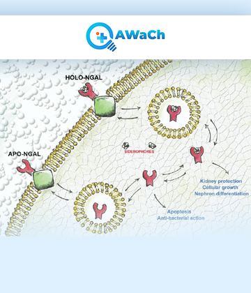 Neutrophil-Gelatinase-Associated-Lipocalin Picture Box