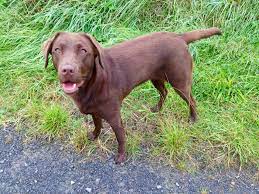 download (2) changwani