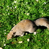 Squirrel 1815 - London, April 2009