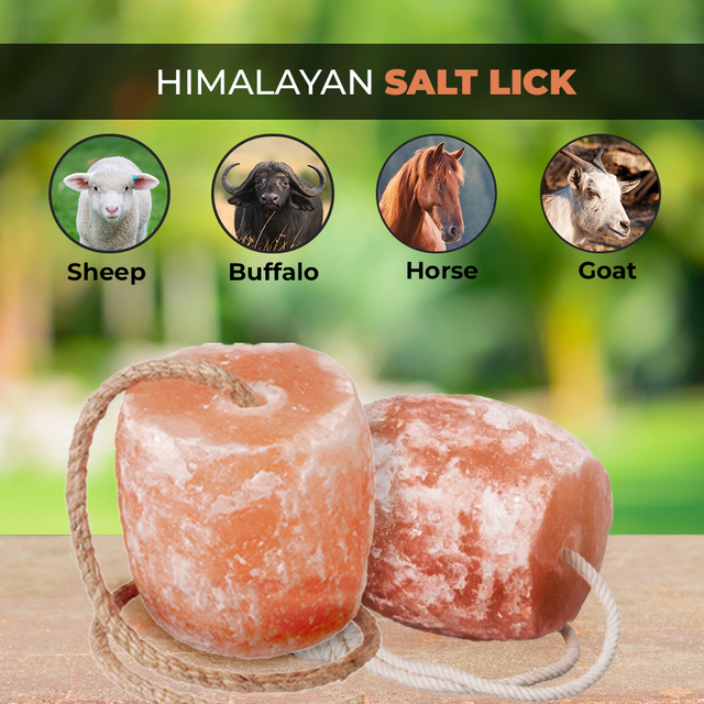 licking salt-4 Himalayan Lick Salt