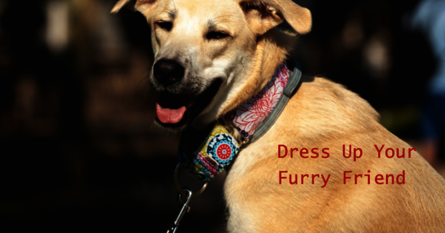 These Stylish Things Will Help Your Dog Look Bette Picture Box