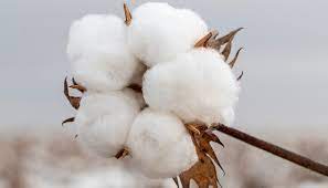 The Cotton Chronicles: India's Journey in Global C Cotton Clamp