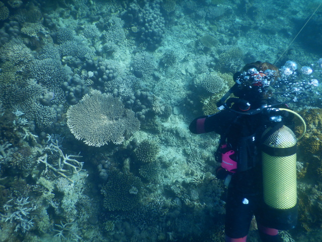 DSCN2447 Scuba Tanzania Mikindani Bay Humpbacks Reefs