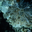 DSCN2448 - Scuba Tanzania Mikindani Bay Humpbacks Reefs