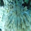 DSCN2449 - Scuba Tanzania Mikindani Bay Humpbacks Reefs