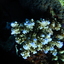 DSCN2450 - Scuba Tanzania Mikindani Bay Humpbacks Reefs