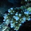 DSCN2451 - Scuba Tanzania Mikindani Bay Humpbacks Reefs