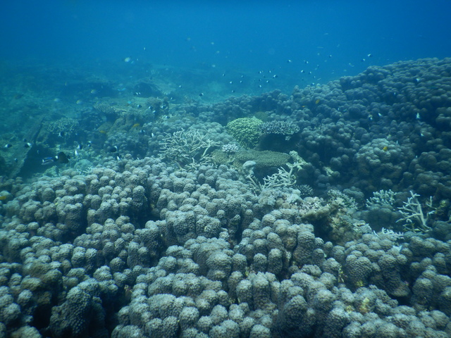 DSCN2453 Scuba Tanzania Mikindani Bay Humpbacks Reefs