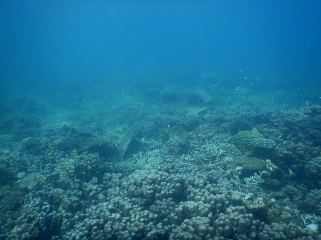 DSCN2454 Scuba Tanzania Mikindani Bay Humpbacks Reefs