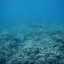 DSCN2454 - Scuba Tanzania Mikindani Bay Humpbacks Reefs