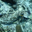 DSCN2455 - Scuba Tanzania Mikindani Bay Humpbacks Reefs