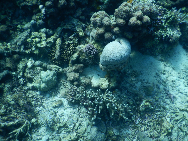 DSCN2456 Scuba Tanzania Mikindani Bay Humpbacks Reefs