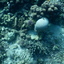 DSCN2456 - Scuba Tanzania Mikindani Bay Humpbacks Reefs