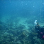 DSCN2457 - Scuba Tanzania Mikindani Bay Humpbacks Reefs