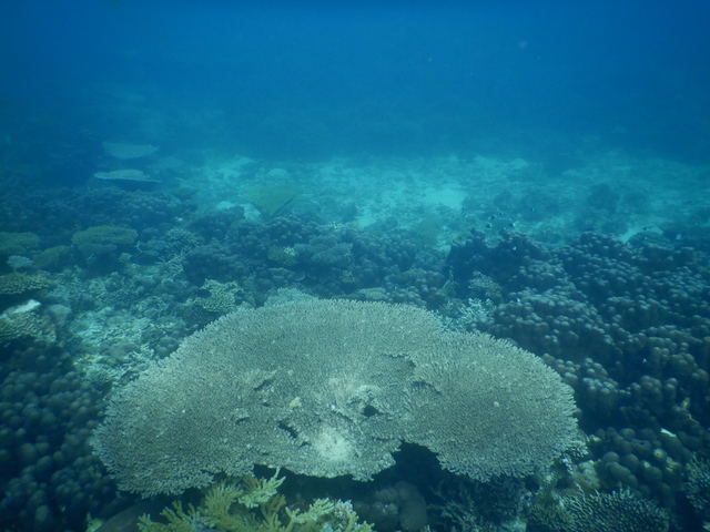 DSCN2458 Scuba Tanzania Mikindani Bay Humpbacks Reefs