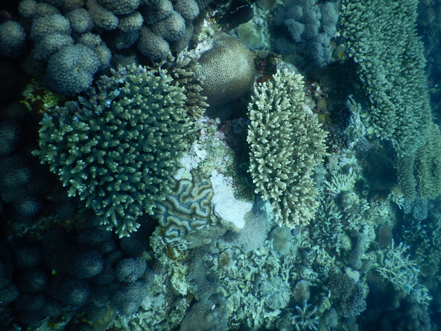 DSCN2459 Scuba Tanzania Mikindani Bay Humpbacks Reefs