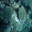 DSCN2459 - Scuba Tanzania Mikindani Bay Humpbacks Reefs