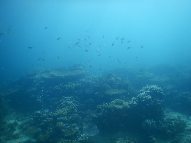 DSCN2463 Scuba Tanzania Mikindani Bay Humpbacks Reefs