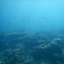 DSCN2463 - Scuba Tanzania Mikindani Bay Humpbacks Reefs