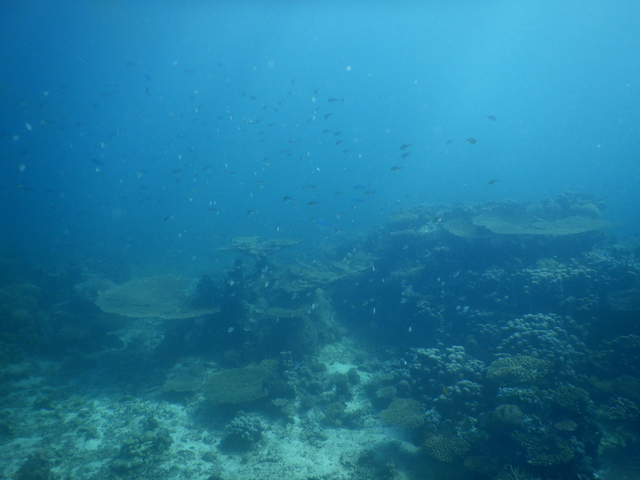 DSCN2464 Scuba Tanzania Mikindani Bay Humpbacks Reefs