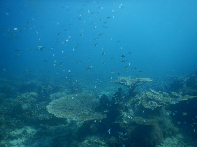 DSCN2465 Scuba Tanzania Mikindani Bay Humpbacks Reefs