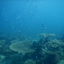 DSCN2465 - Scuba Tanzania Mikindani Bay Humpbacks Reefs