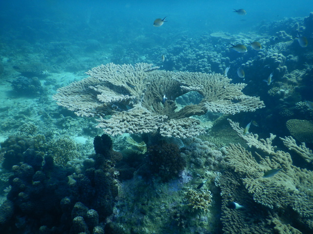 DSCN2466 Scuba Tanzania Mikindani Bay Humpbacks Reefs