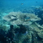DSCN2466 - Scuba Tanzania Mikindani Bay Humpbacks Reefs