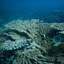DSCN2467 - Scuba Tanzania Mikindani Bay Humpbacks Reefs