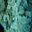 DSCN2470 - Scuba Tanzania Mikindani Bay Humpbacks Reefs