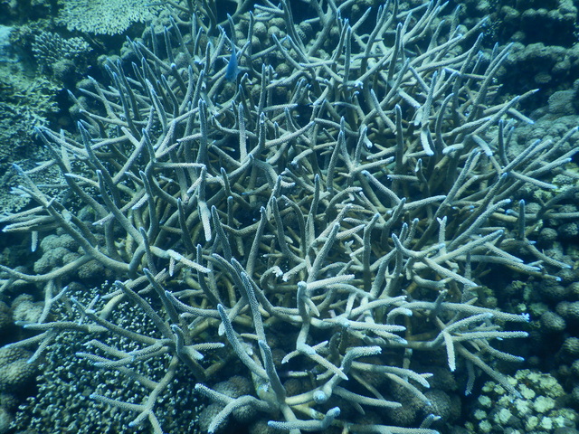 DSCN2471 Scuba Tanzania Mikindani Bay Humpbacks Reefs