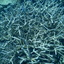 DSCN2471 - Scuba Tanzania Mikindani Bay Humpbacks Reefs