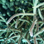 DSCN2472 - Scuba Tanzania Mikindani Bay Humpbacks Reefs