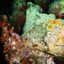 DSCN2473 - Scuba Tanzania Mikindani Bay Humpbacks Reefs
