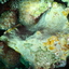 DSCN2474 - Scuba Tanzania Mikindani Bay Humpbacks Reefs