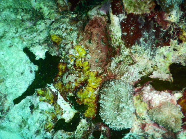 DSCN2476 Scuba Tanzania Mikindani Bay Humpbacks Reefs