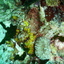 DSCN2476 - Scuba Tanzania Mikindani Bay Humpbacks Reefs