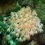 DSCN2477 - Scuba Tanzania Mikindani Bay Humpbacks Reefs