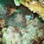DSCN2478 - Scuba Tanzania Mikindani Bay Humpbacks Reefs