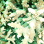 DSCN2480 - Scuba Tanzania Mikindani Bay Humpbacks Reefs