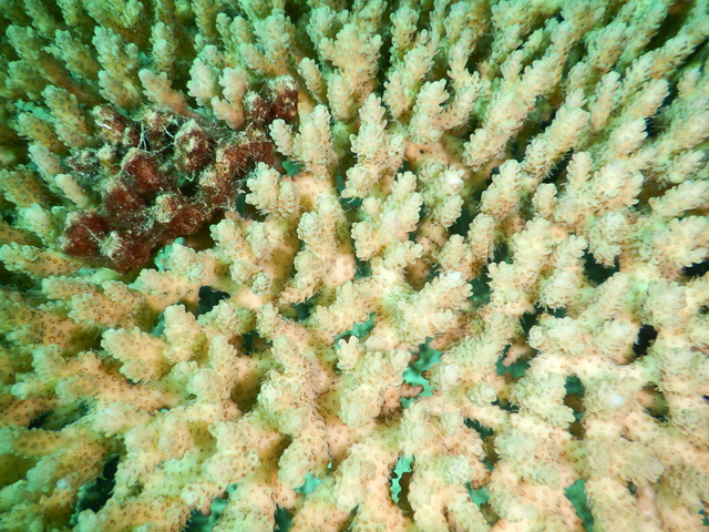 DSCN2481 Scuba Tanzania Mikindani Bay Humpbacks Reefs