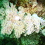DSCN2482 - Scuba Tanzania Mikindani Bay Humpbacks Reefs