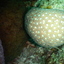 DSCN2483 - Scuba Tanzania Mikindani Bay Humpbacks Reefs
