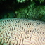 DSCN2484 - Scuba Tanzania Mikindani Bay Humpbacks Reefs