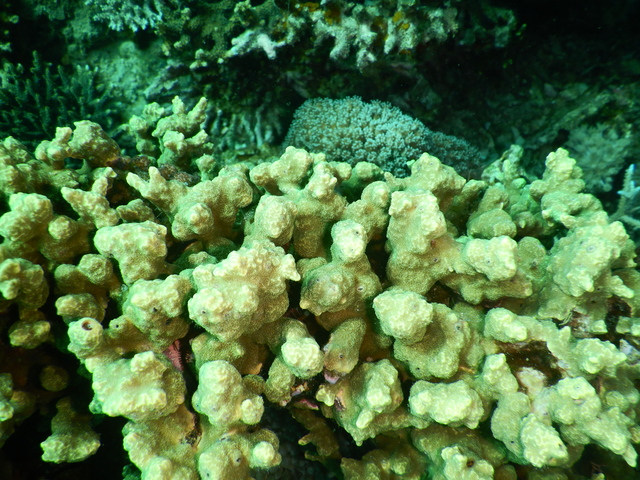 DSCN2487 Scuba Tanzania Mikindani Bay Humpbacks Reefs
