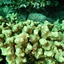 DSCN2487 - Scuba Tanzania Mikindani Bay Humpbacks Reefs